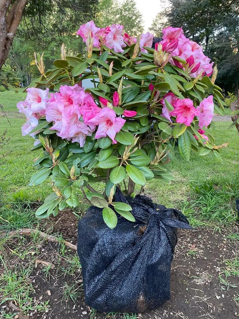 Vivero en Villarrica