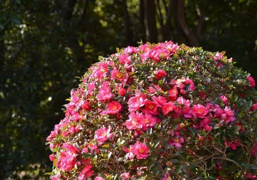 Camelia mediana