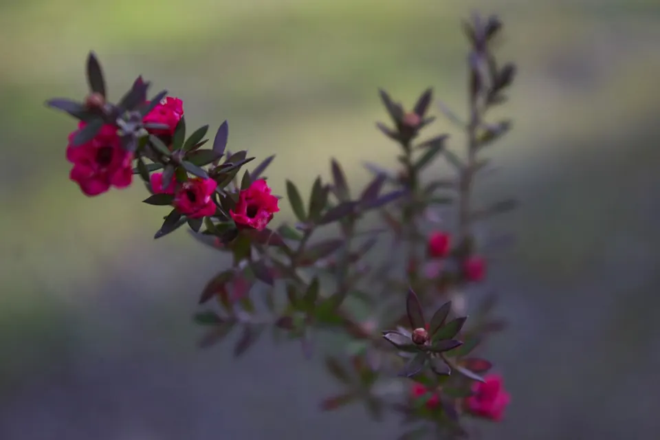 Plantas del vivero