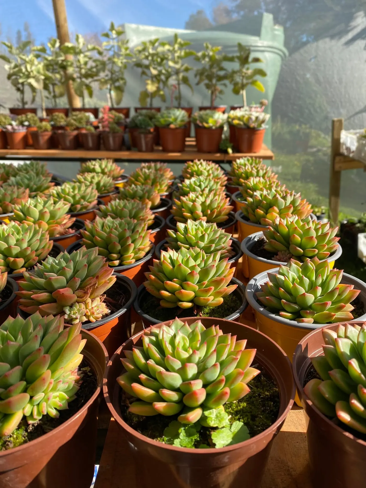 Plantas y flores disponibles en Vivero Cruz Blanca