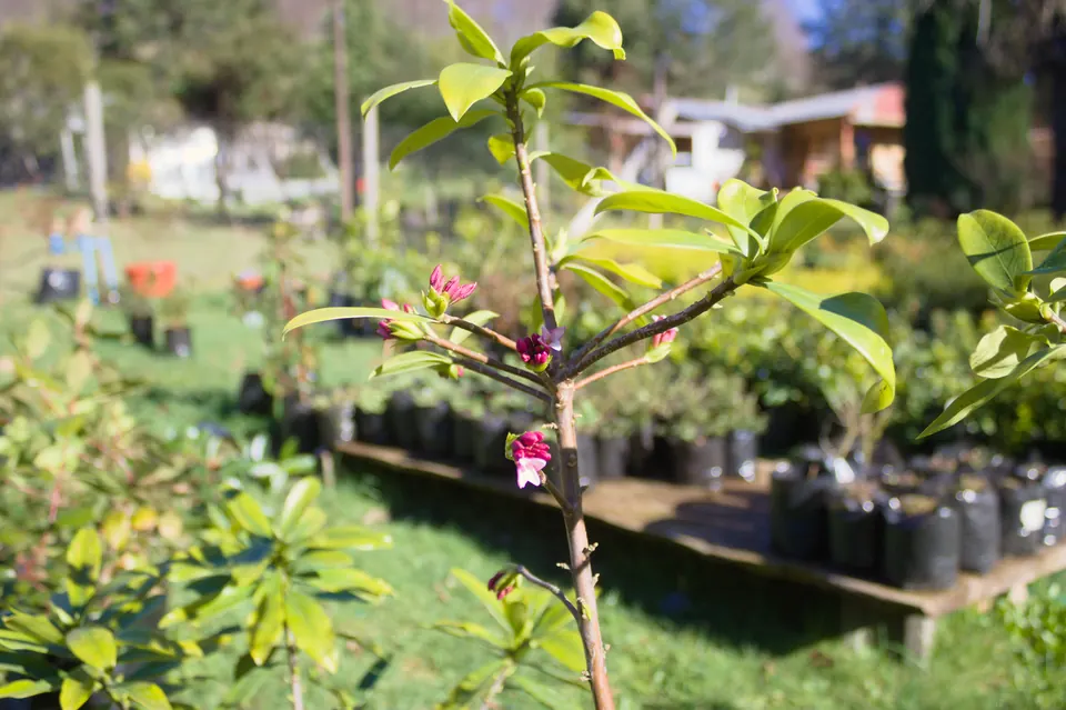 Rincón del vivero