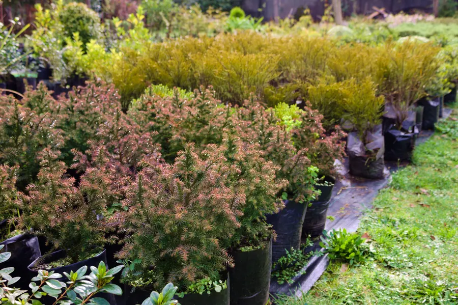 Despacho de pedidos del vivero