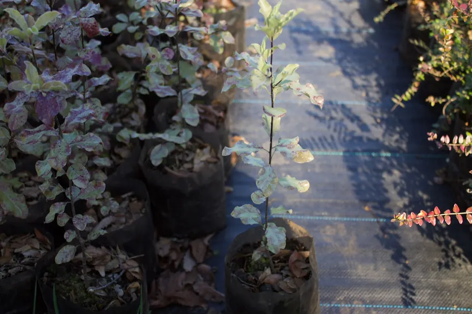 Plantas y flores