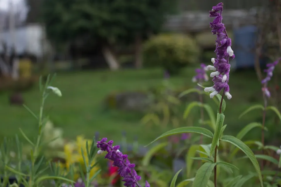 Vegetación del vivero