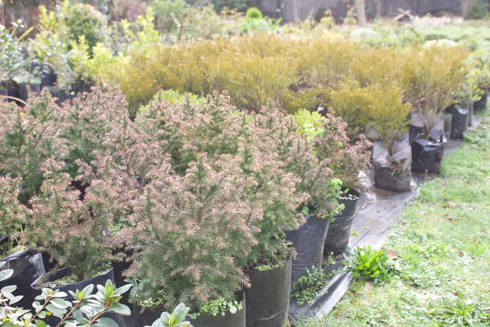 Variedades de plantas