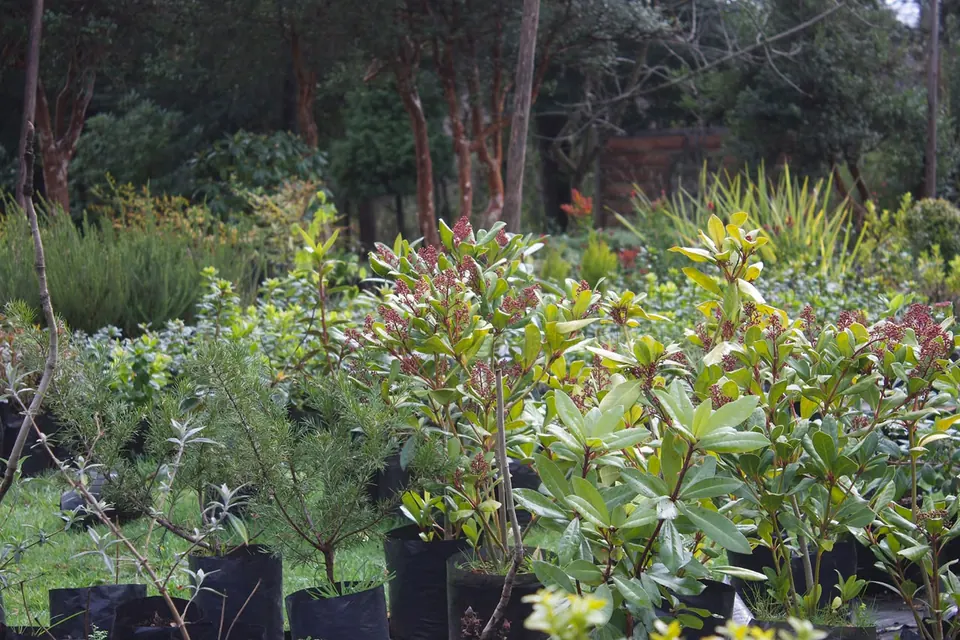 Selección de plantas