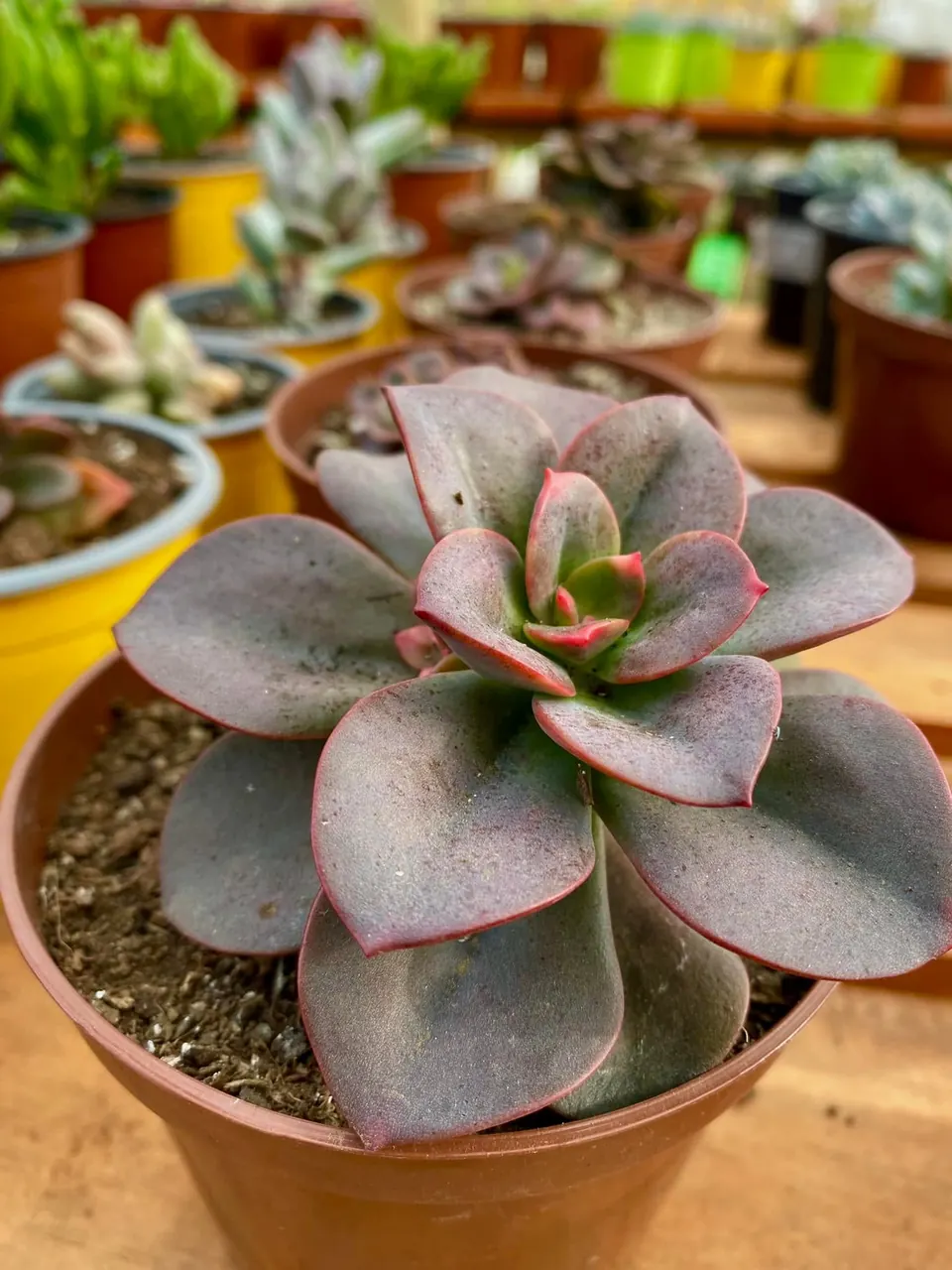 Plantas de Vivero Cruz Blanca