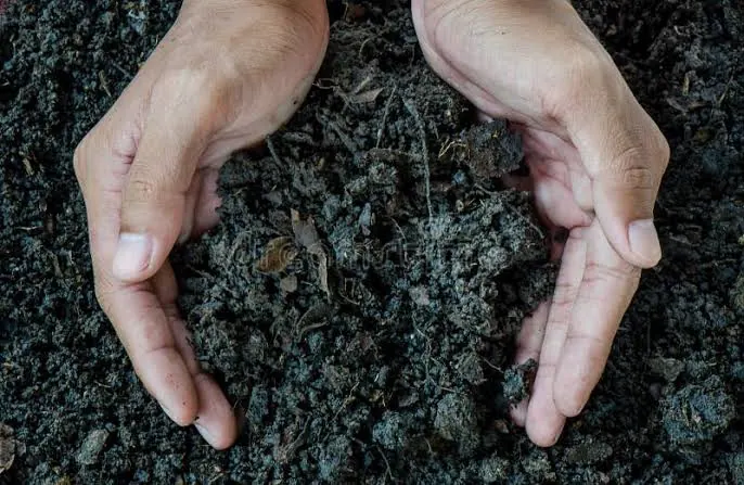 Abonos orgánicos para plantas