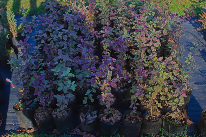 Detalle de plantas del vivero