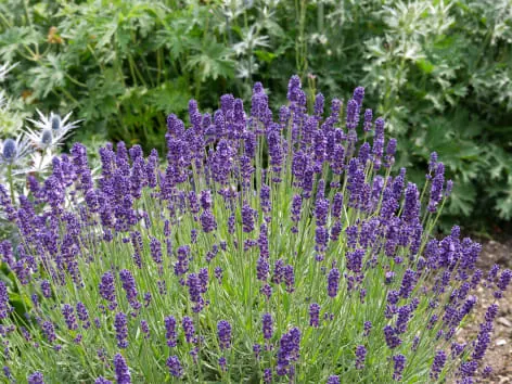 Lavanda pequeña