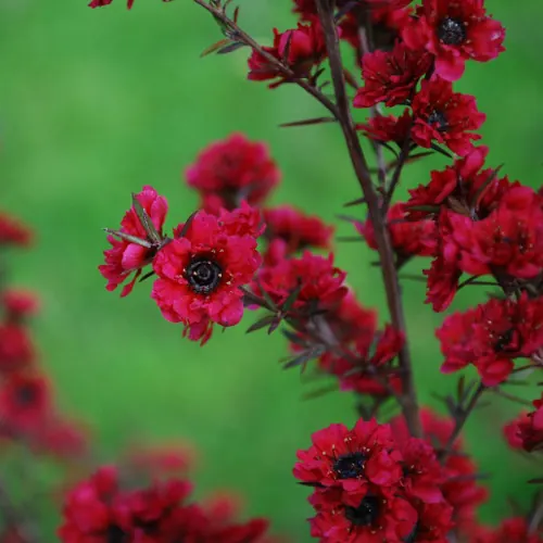 Leptospermum mediano
